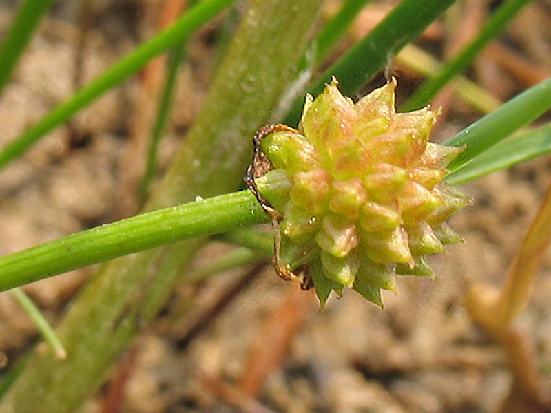 Image of Baldellia ranunculoides specimen.