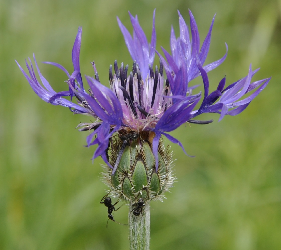 Image of Centaurea triumfettii ssp. axillaris specimen.