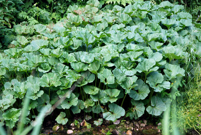 Image of Petasites radiatus specimen.