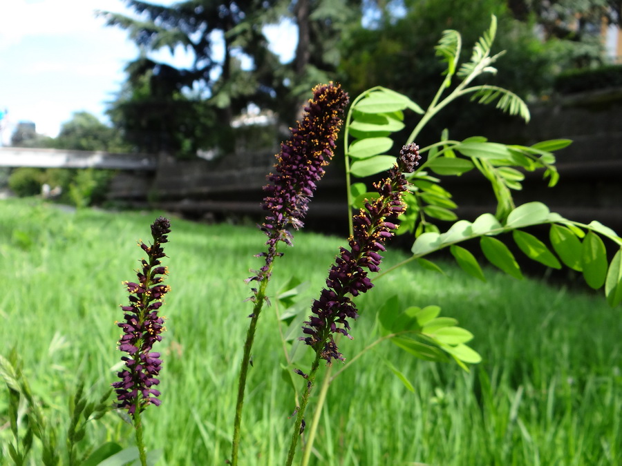 Изображение особи Amorpha fruticosa.