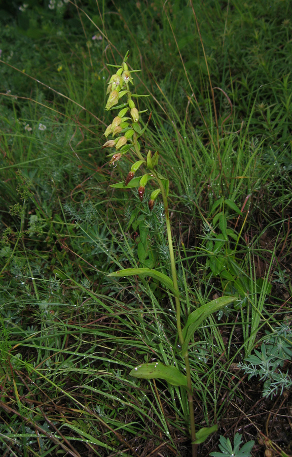 Image of Epipactis persica specimen.