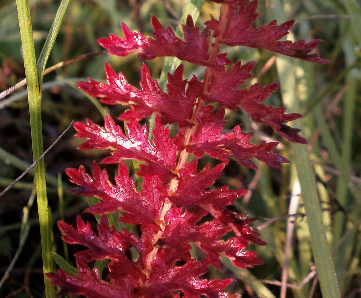 Image of Filipendula vulgaris specimen.