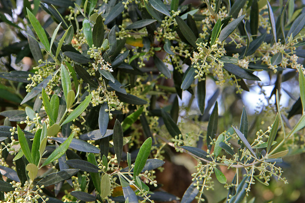 Image of Olea europaea specimen.