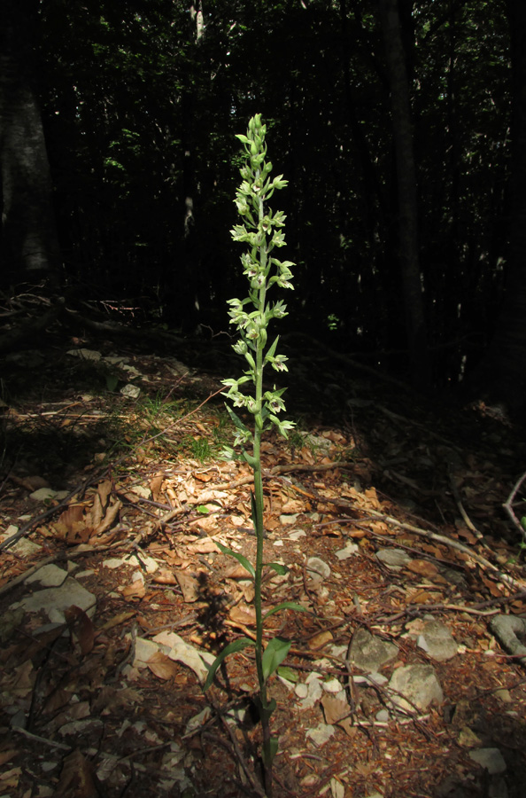 Image of Epipactis krymmontana specimen.