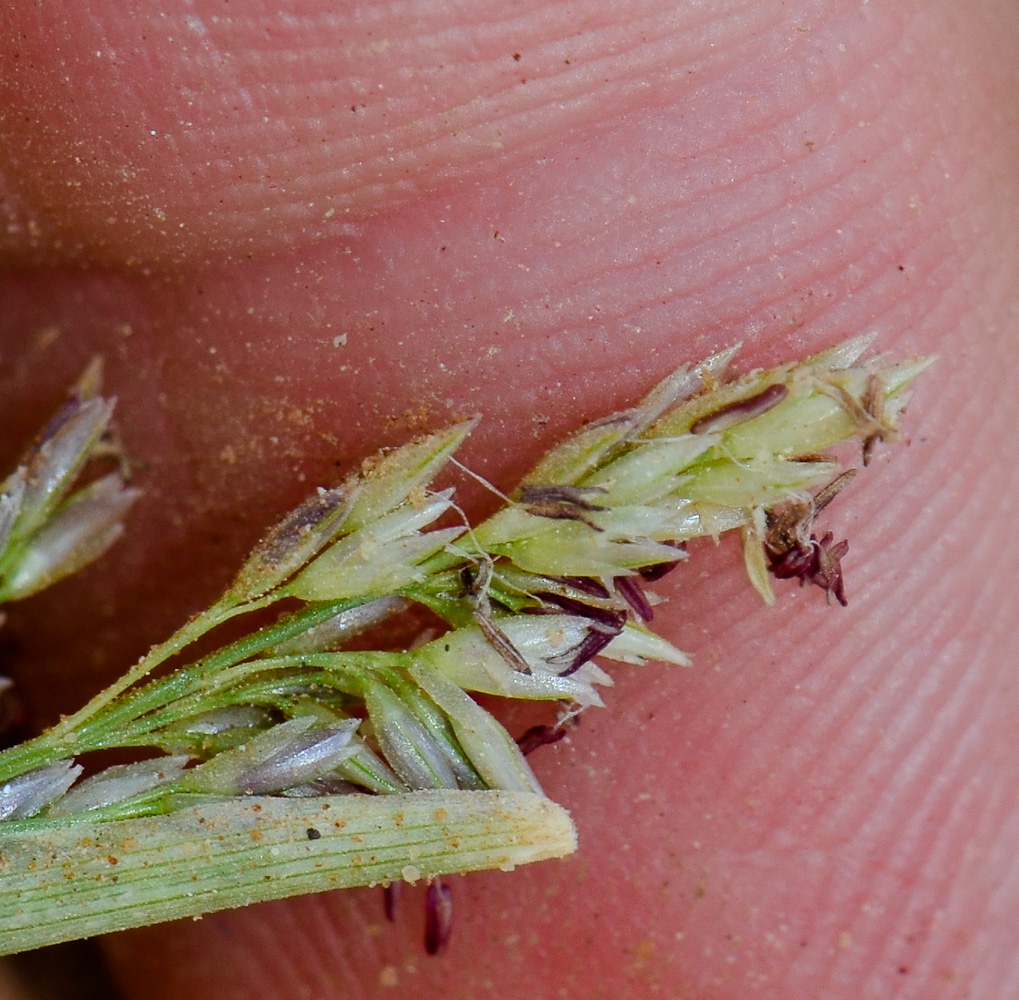 Image of Sporobolus pungens specimen.