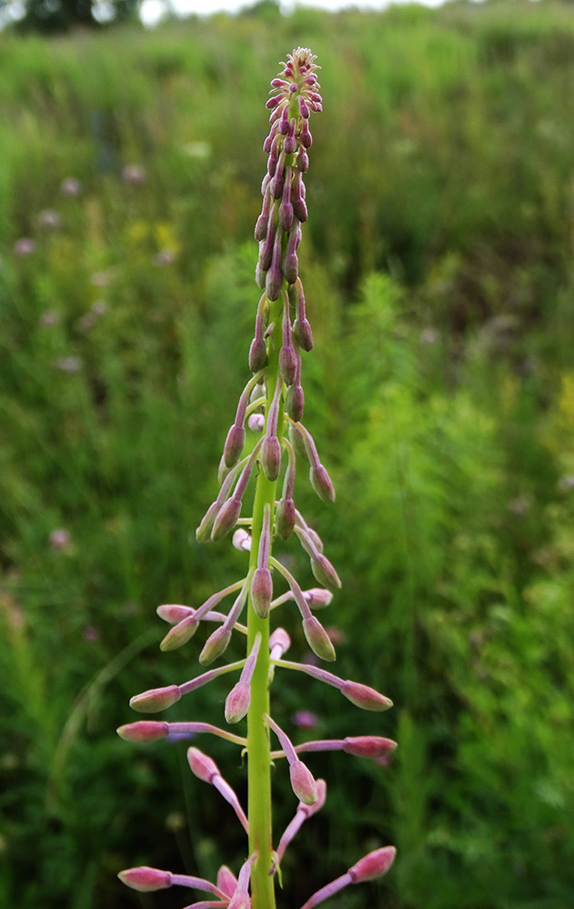 Image of Chamaenerion angustifolium specimen.