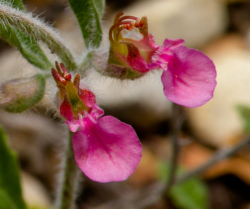 Image of Teucrium divaricatum specimen.