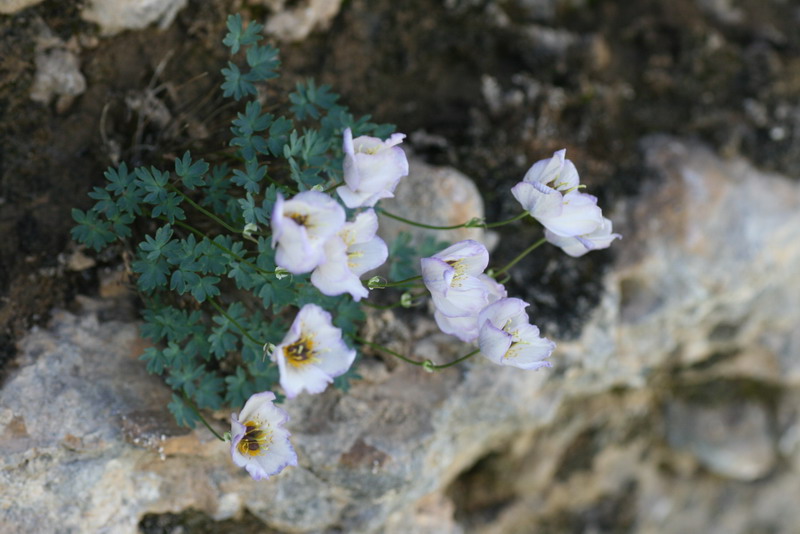 Image of Paraquilegia caespitosa specimen.