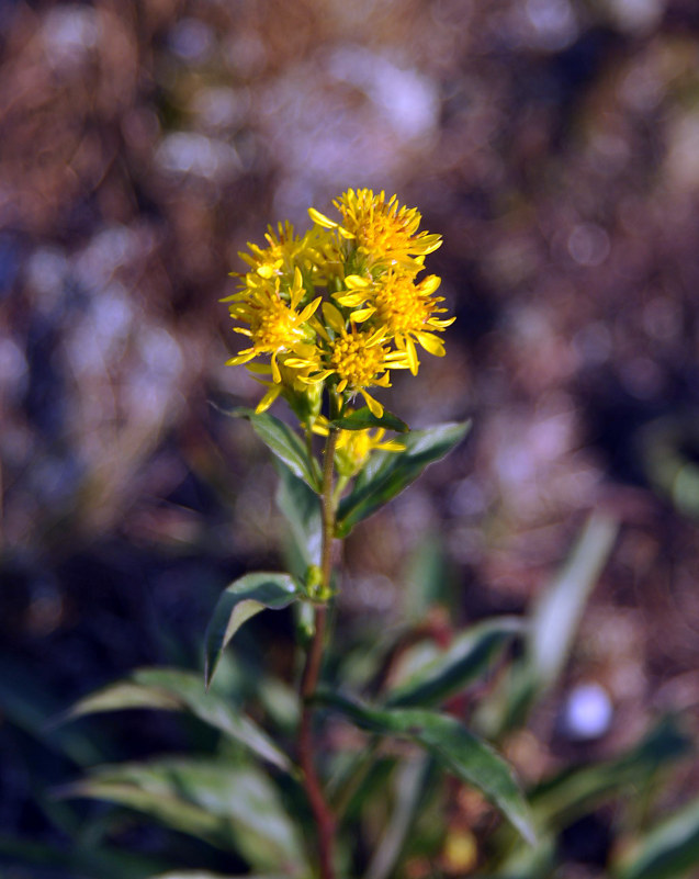 Image of Solidago virgaurea ssp. lapponica specimen.