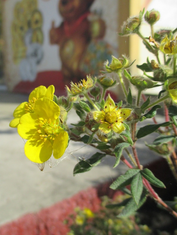 Image of Dasiphora fruticosa specimen.