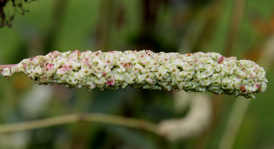 Image of Sanguisorba canadensis specimen.