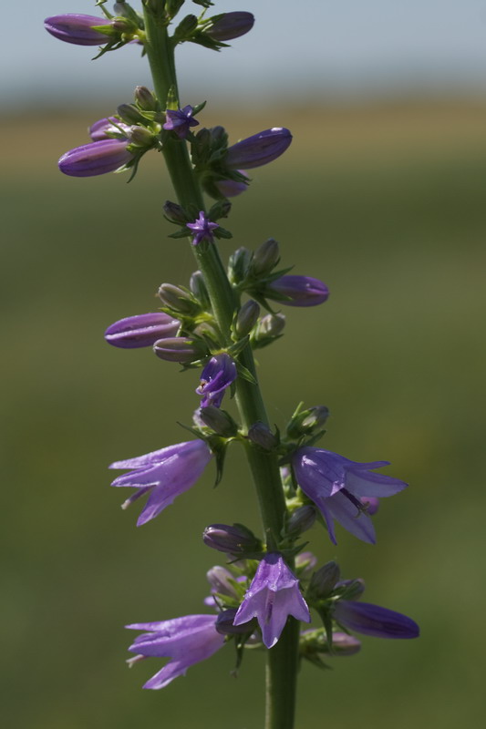 Image of Campanula bononiensis specimen.