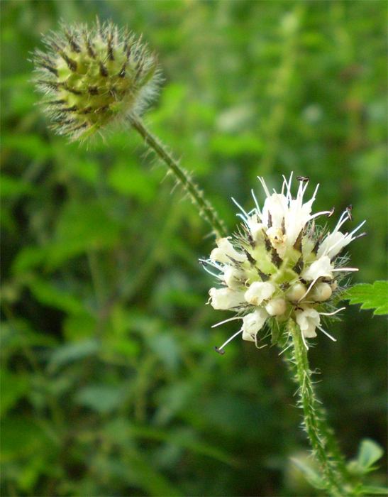 Image of Dipsacus pilosus specimen.