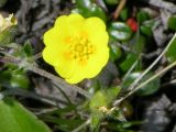 Potentilla vulcanicola. Цветок. Камчатский край, Елизовский район, подножье Авачинского вулкана, горная тундра. 11.07.2008.