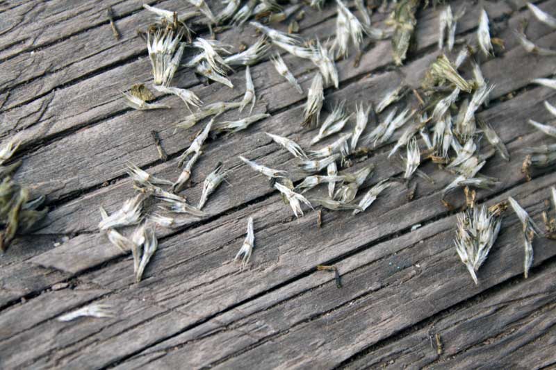 Image of Inula britannica specimen.