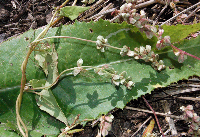 Изображение особи Fallopia convolvulus.