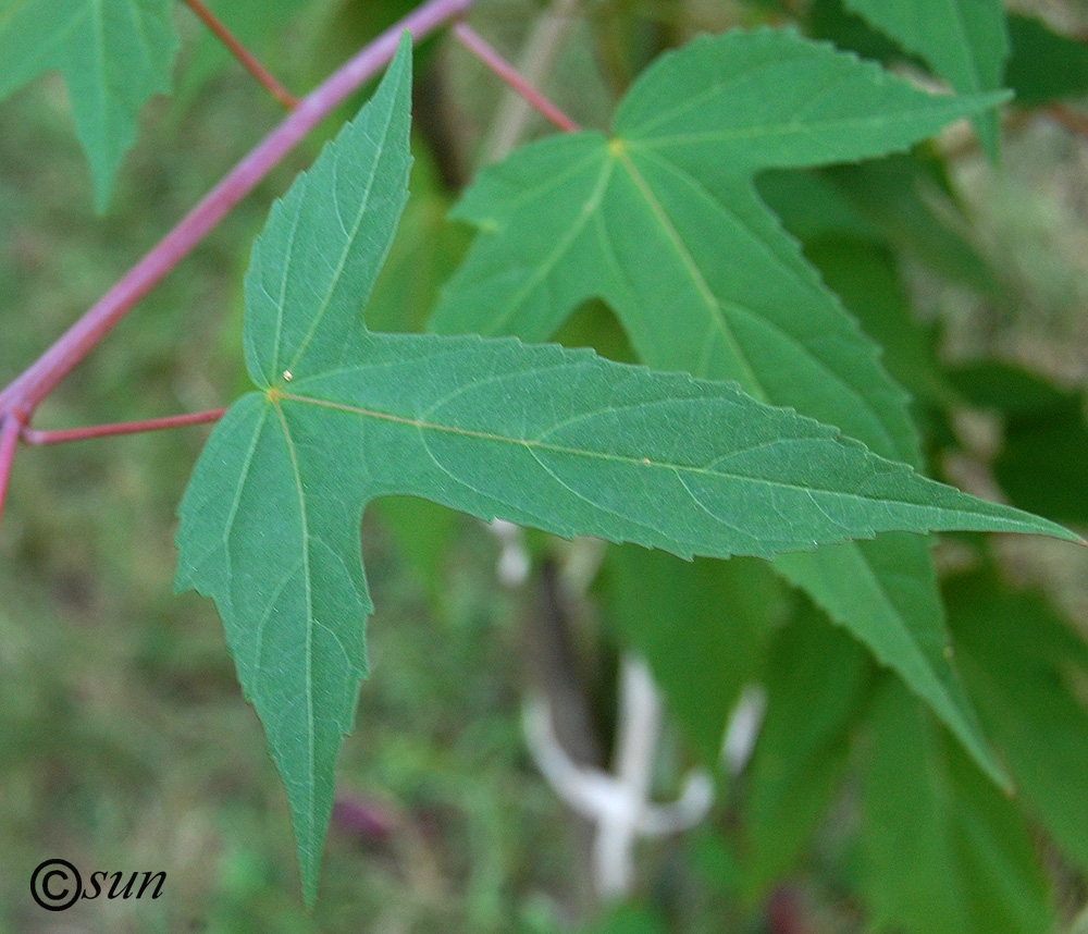 Image of Hibiscus coccineus specimen.