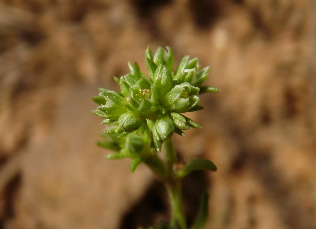 Image of Scleranthus polycarpos specimen.