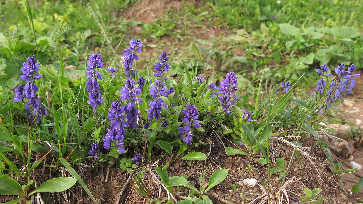 Image of Polygala alpicola specimen.