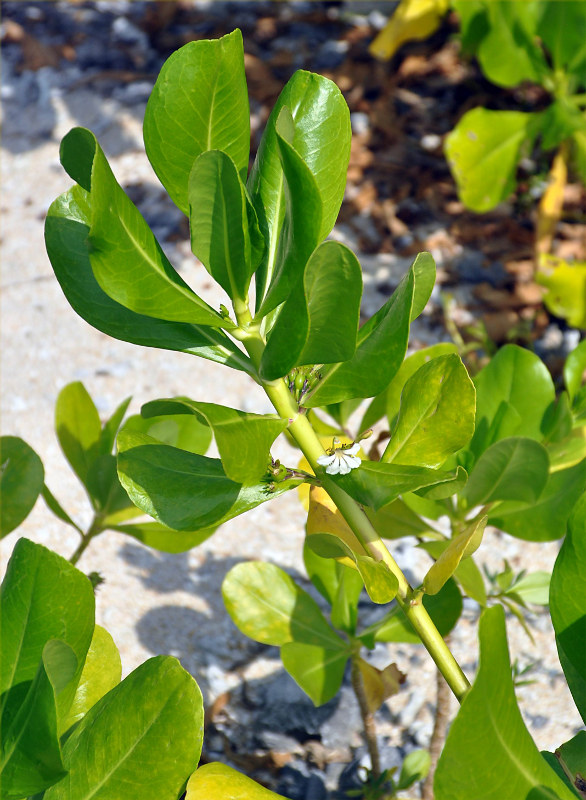 Image of Scaevola taccada specimen.