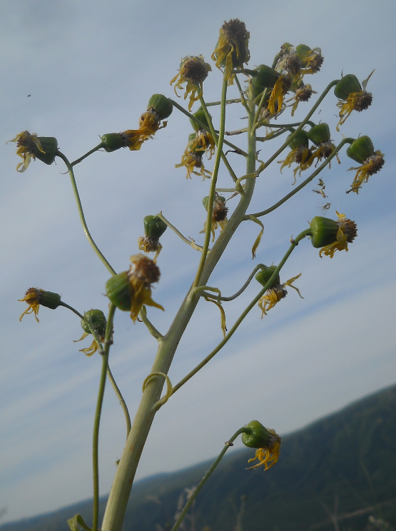 Image of Ligularia thyrsoidea specimen.