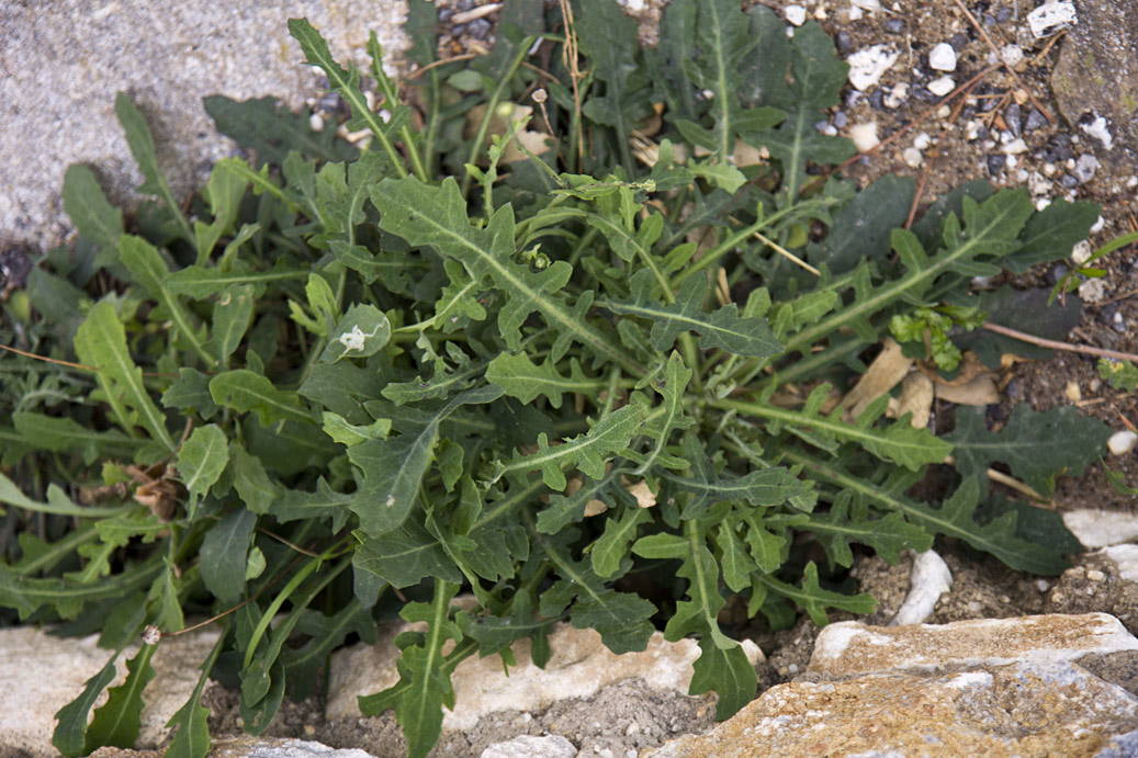 Image of Reichardia picroides specimen.