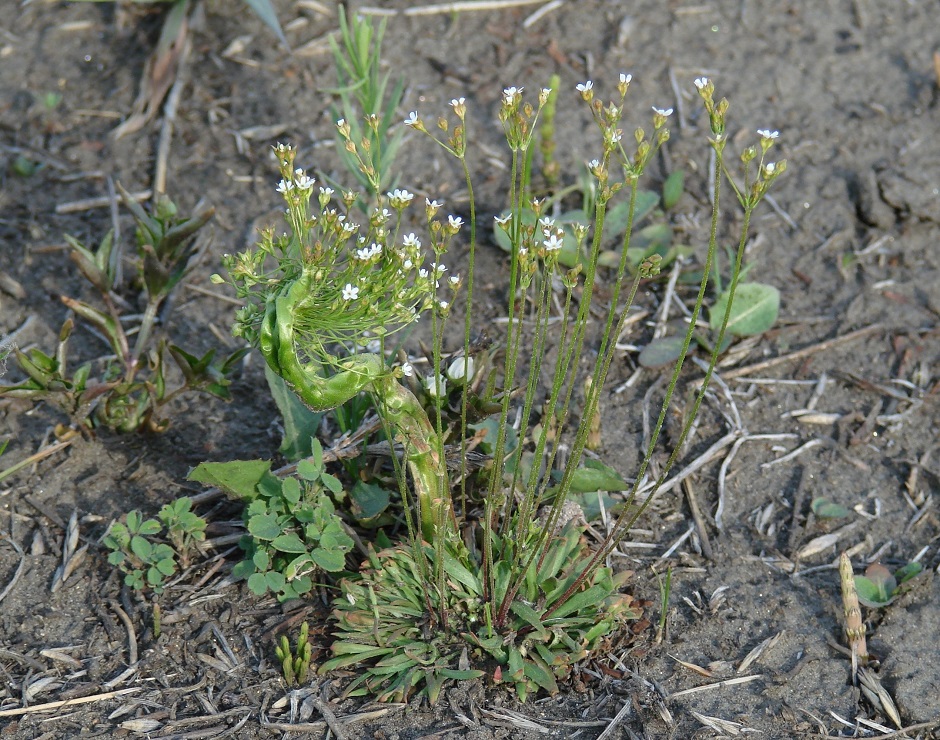 Image of Androsace septentrionalis specimen.