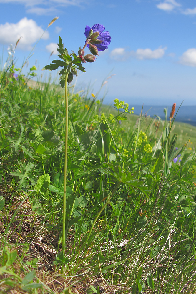 Изображение особи Geranium gymnocaulon.