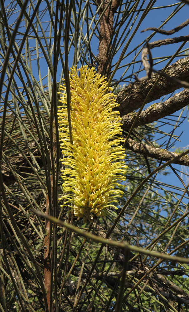 Изображение особи Hakea chordophylla.