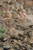 Anisantha tectorum