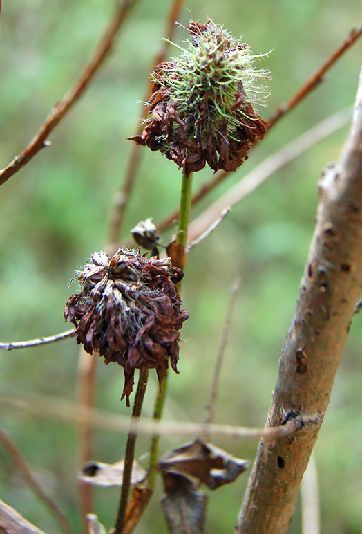 Image of Trifolium pratense specimen.