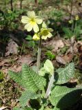 Primula elatior