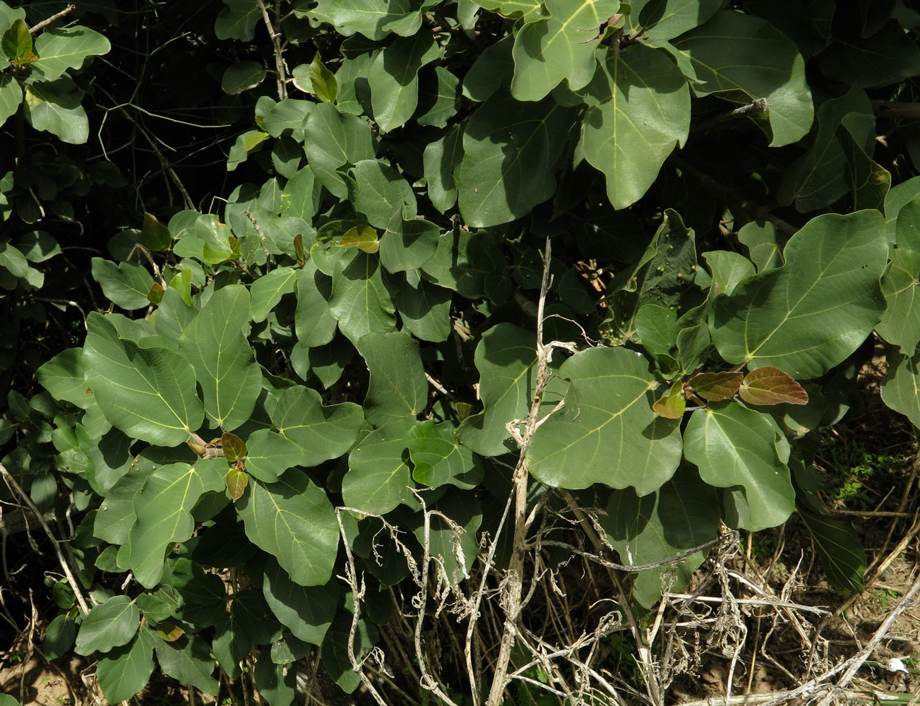 Изображение особи Ficus sycomorus.