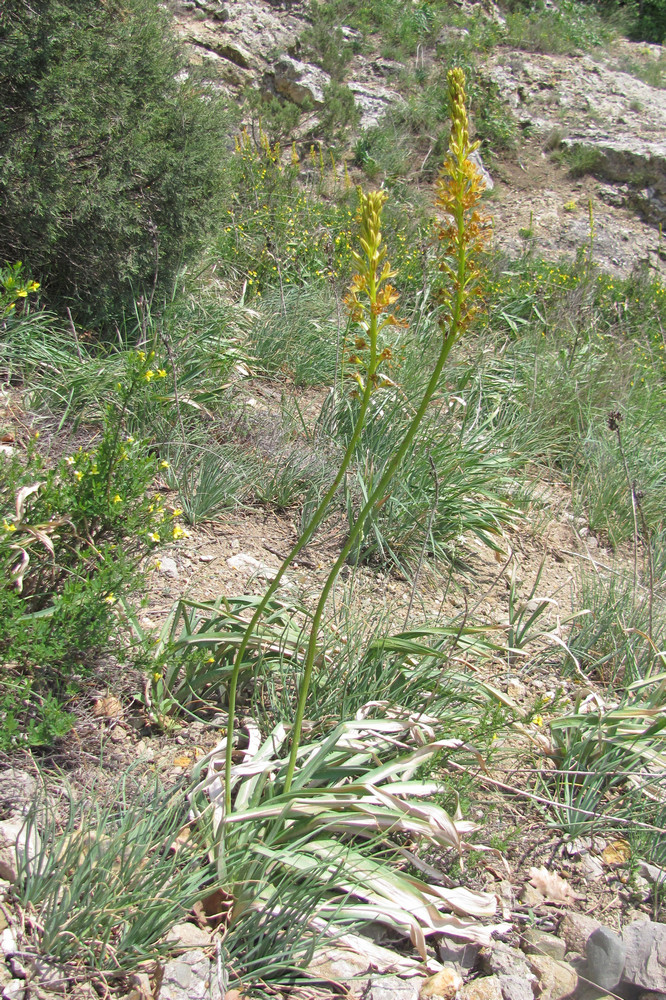 Image of Eremurus jungei specimen.