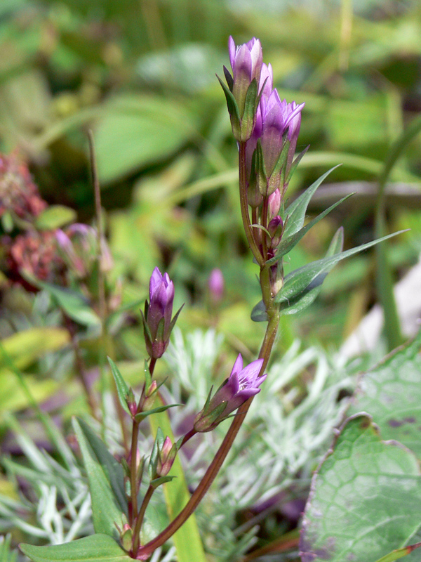 Image of Gentianella amarella specimen.