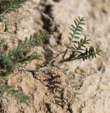 Astragalus austriacus