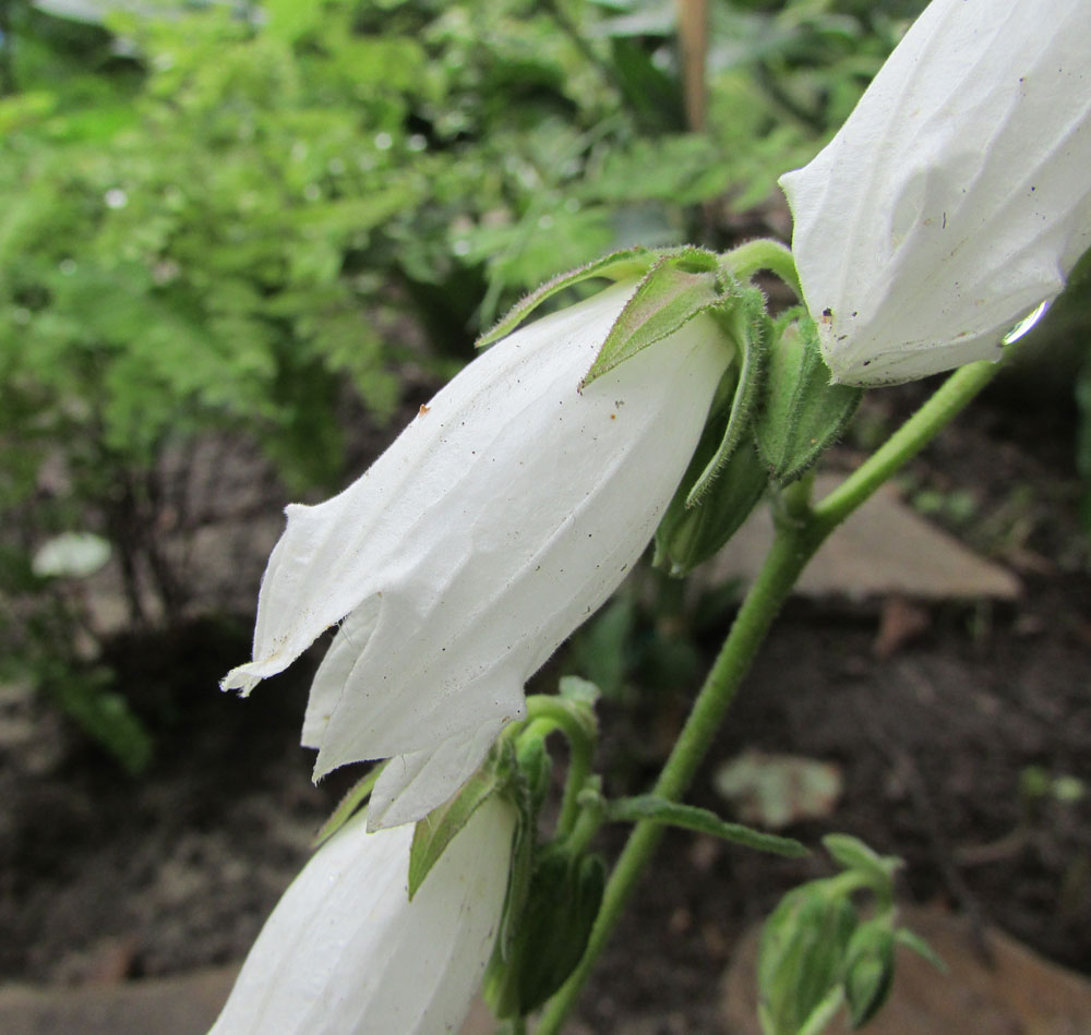 Image of Campanula makaschvilii specimen.