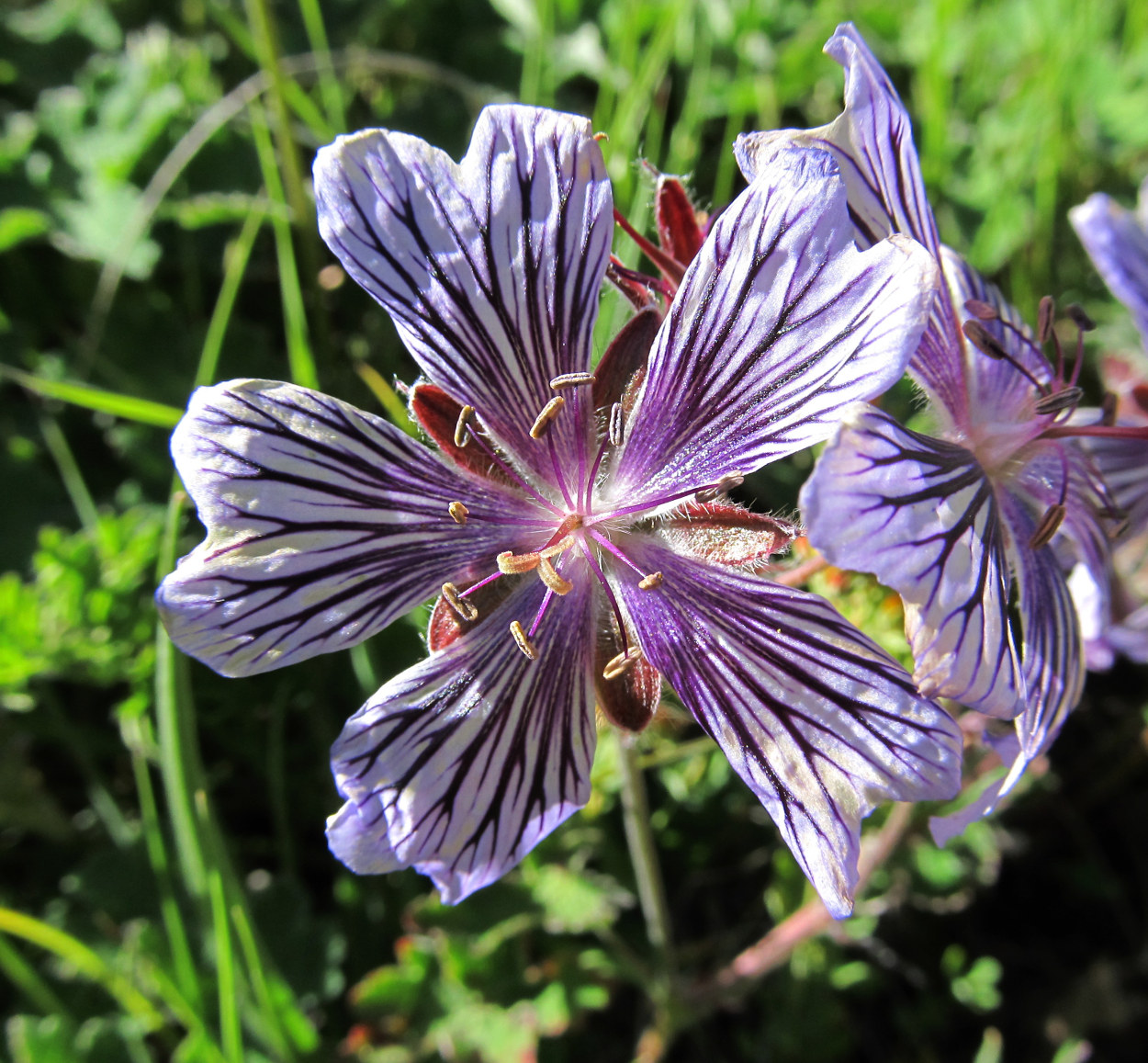 Image of Geranium renardii specimen.