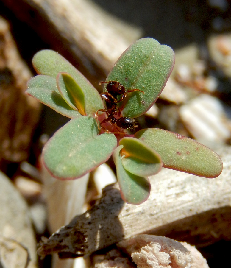 Изображение особи Euphorbia peplis.