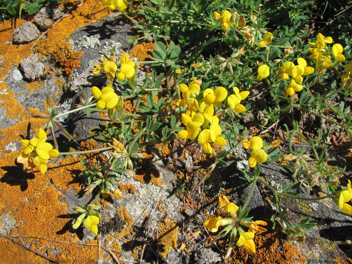 Image of Lotus caucasicus specimen.