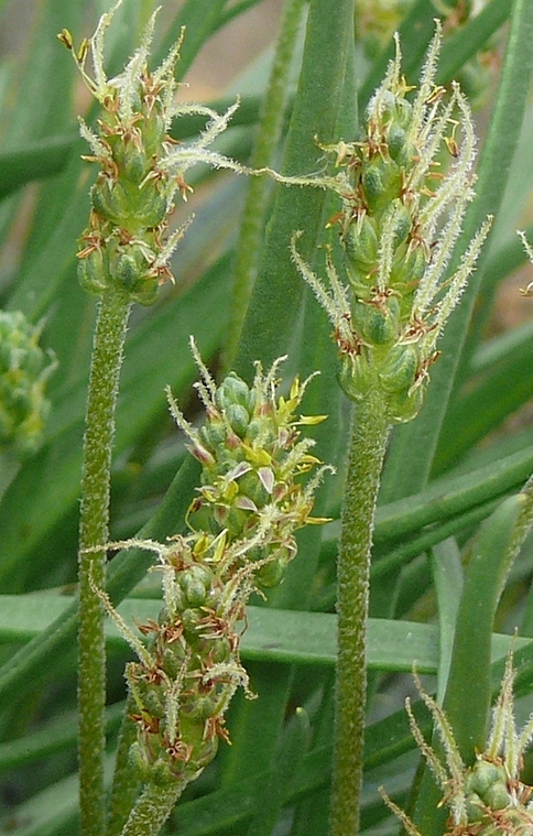 Image of Plantago maritima ssp. subpolaris specimen.