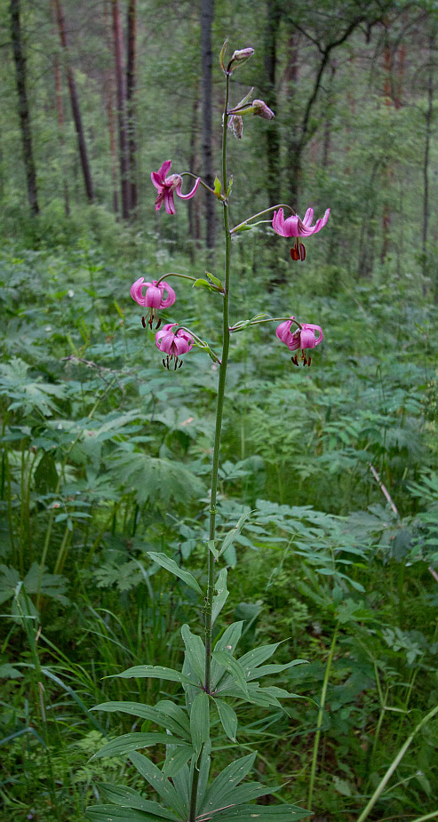 Image of Lilium pilosiusculum specimen.