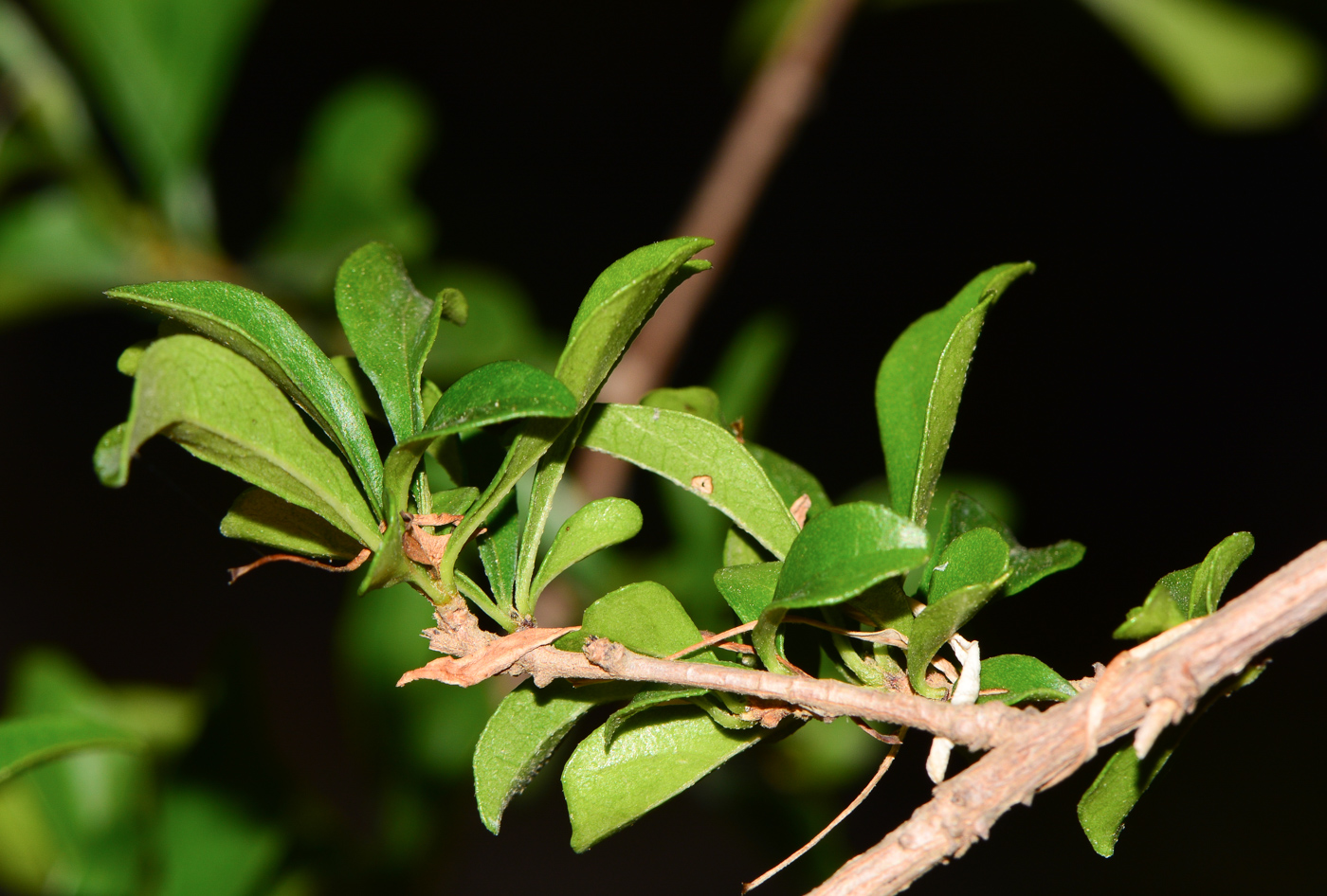 Image of Turraea obtusifolia specimen.