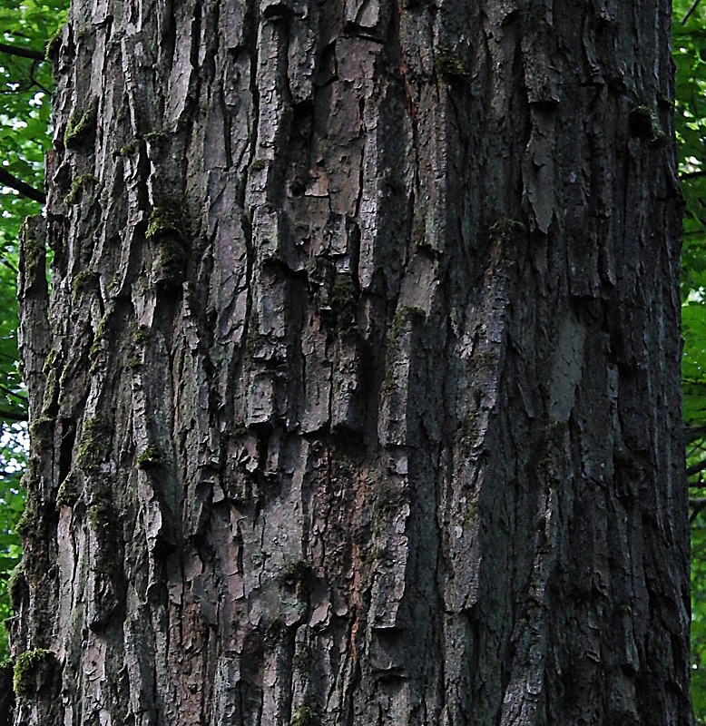 Image of Carpinus betulus specimen.