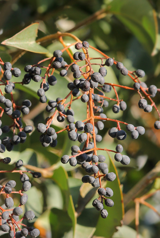 Image of Ligustrum lucidum specimen.