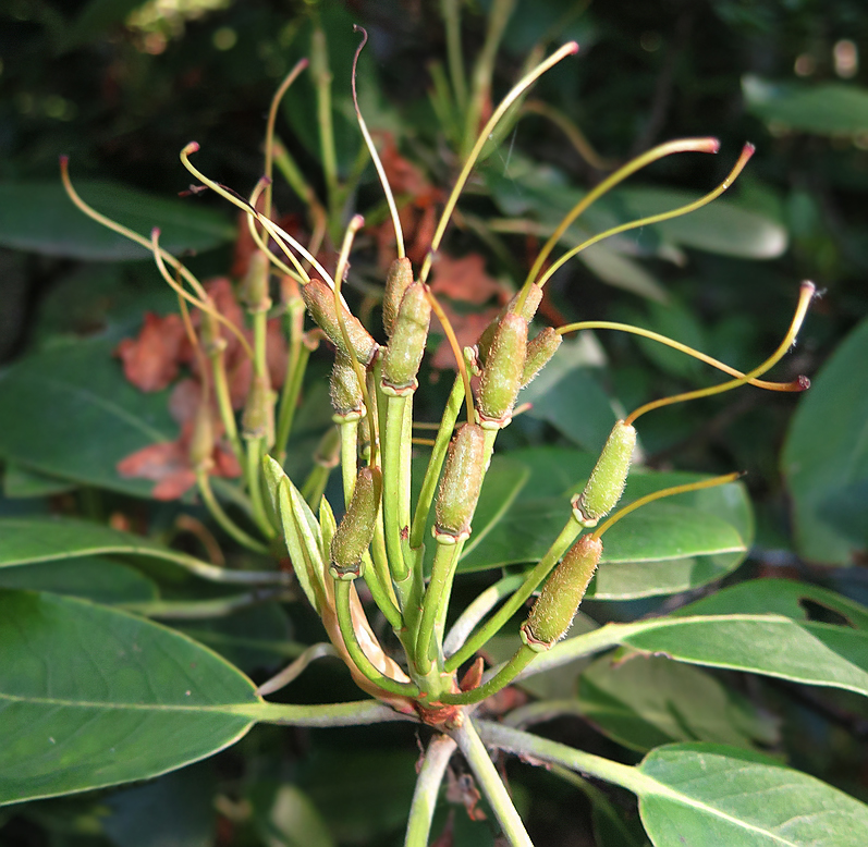 Image of Rhododendron fauriei specimen.