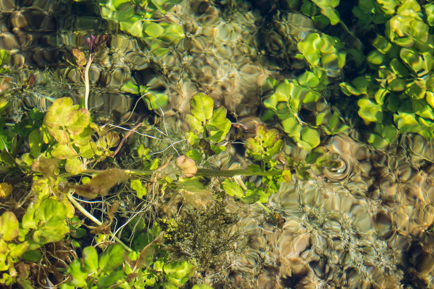 Image of Cardamine amara specimen.