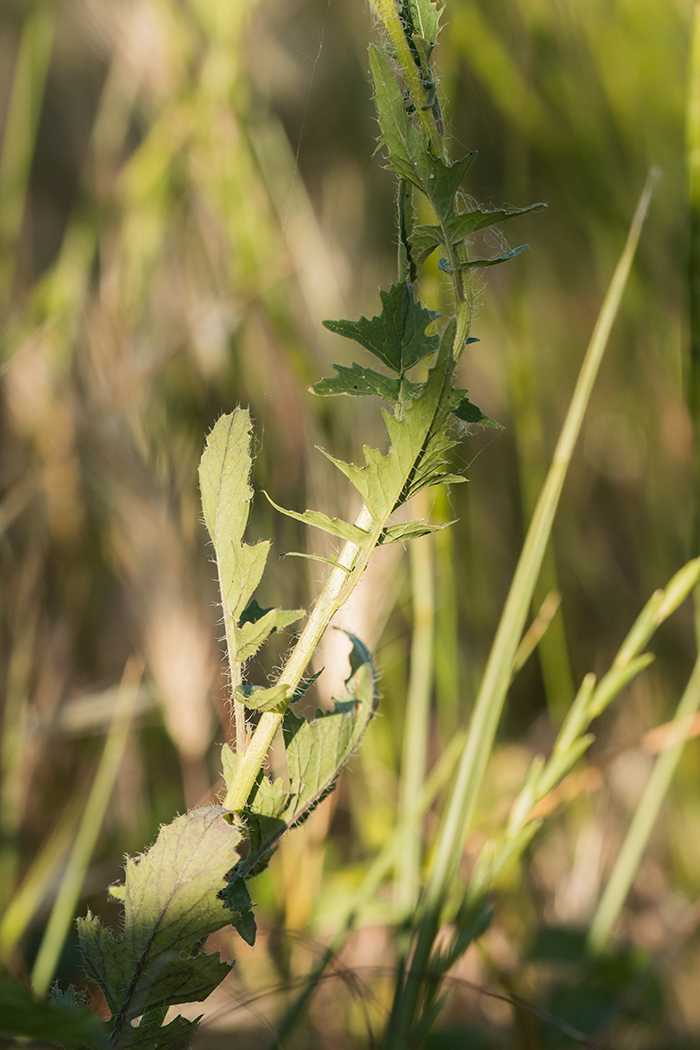 Image of Sisymbrium loeselii specimen.