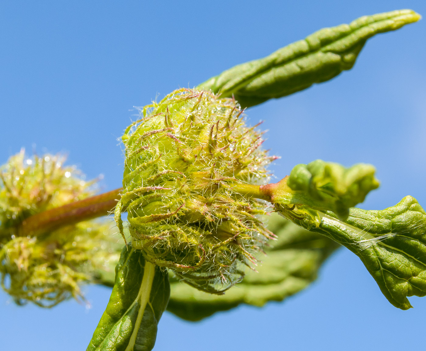 Image of Phlomoides tuberosa specimen.