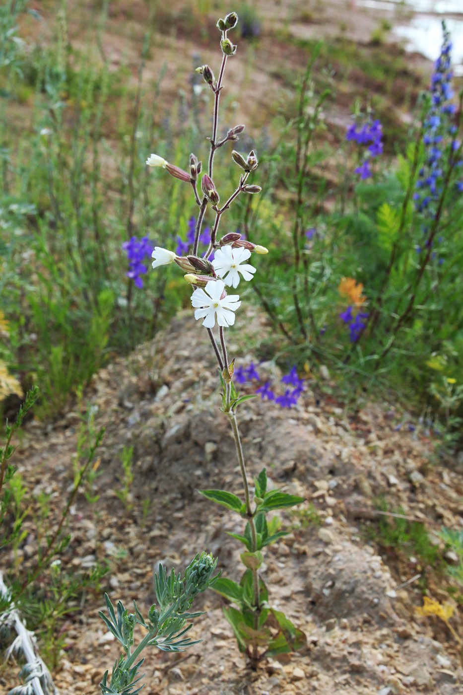 Image of Melandrium album specimen.